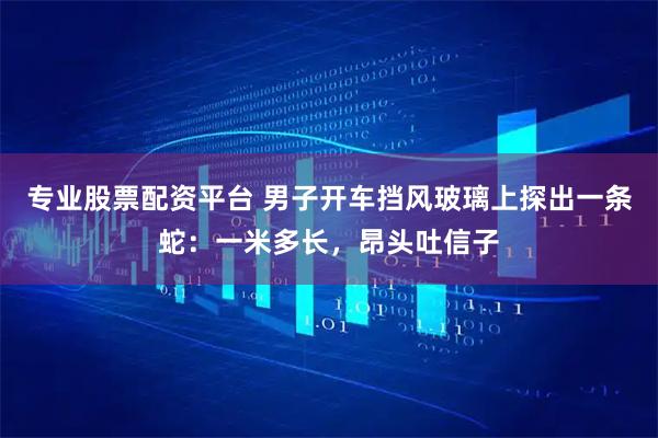 专业股票配资平台 男子开车挡风玻璃上探出一条蛇：一米多长，昂头吐信子