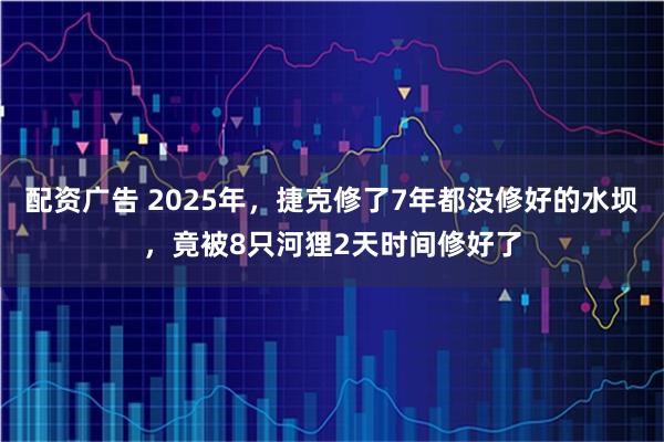 配资广告 2025年，捷克修了7年都没修好的水坝，竟被8只河狸2天时间修好了
